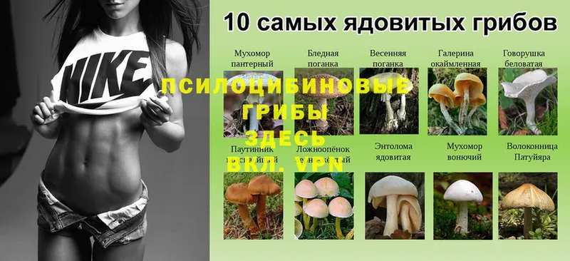 магазин продажи   OMG tor  Галлюциногенные грибы Magic Shrooms  Константиновск 